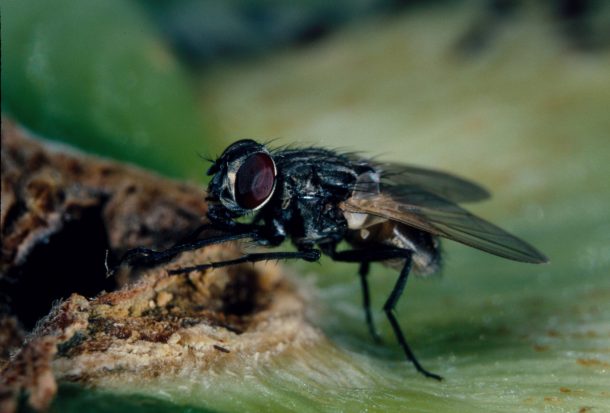 Hurting an insect may force it to live in agony for the rest of its ...